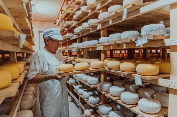 Drying Brilliance: A Guide to Commercial Cheese Drying Machines